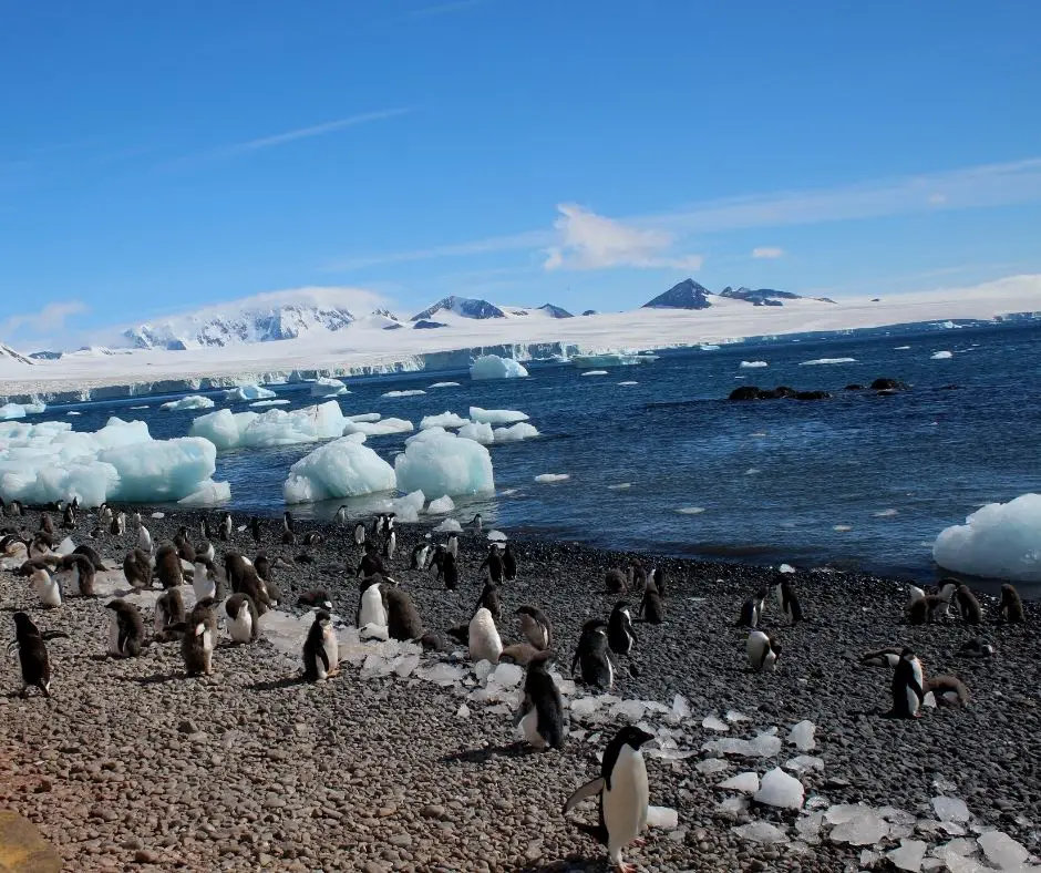 adrenaline junkie bucket list - penguins along the coast of Antarctica where you take the polar plunge